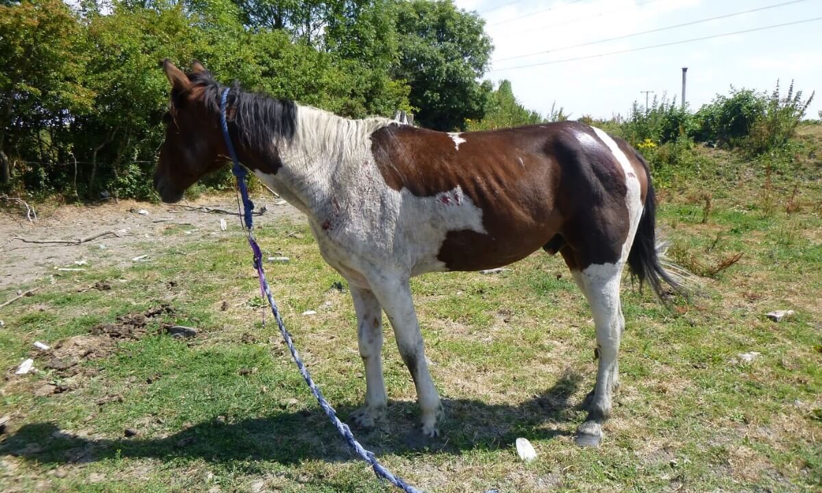 rescued horse