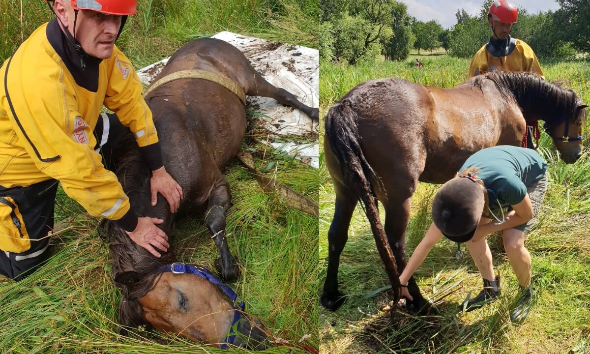 rescued horse