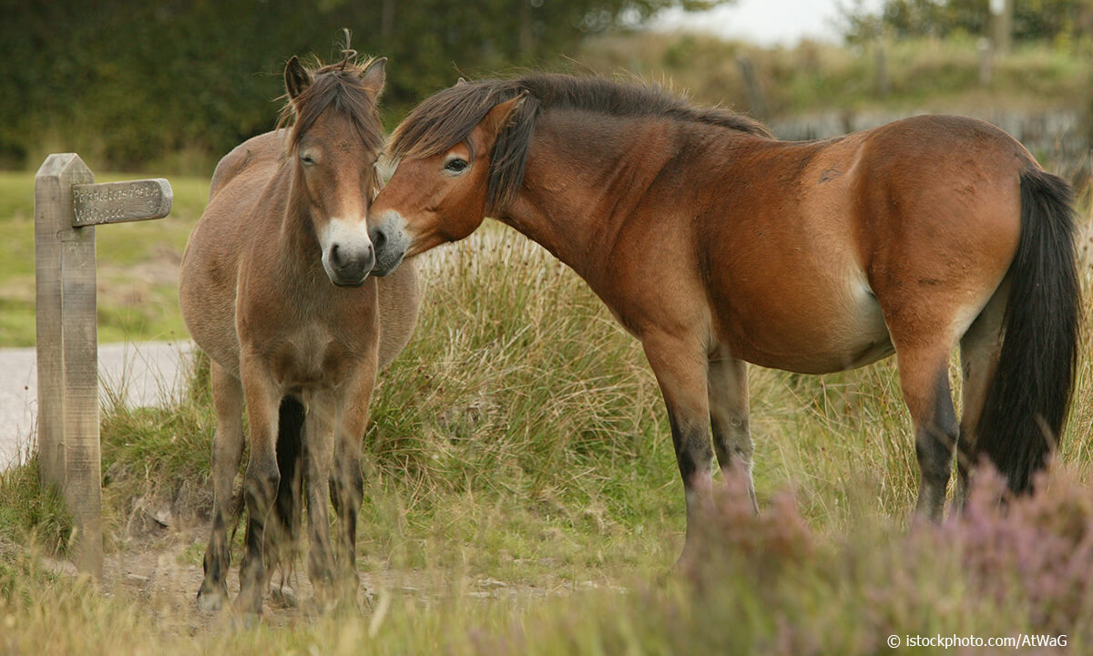 Exmoor Ponies