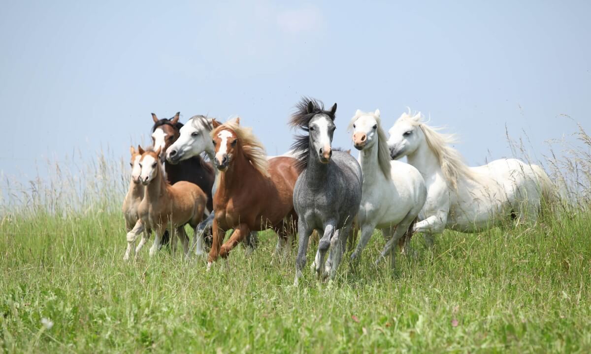Horse & pony breeds