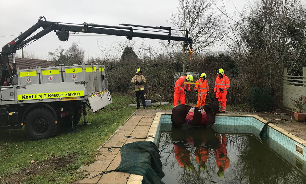 Horse rescued from Kent swimming pool