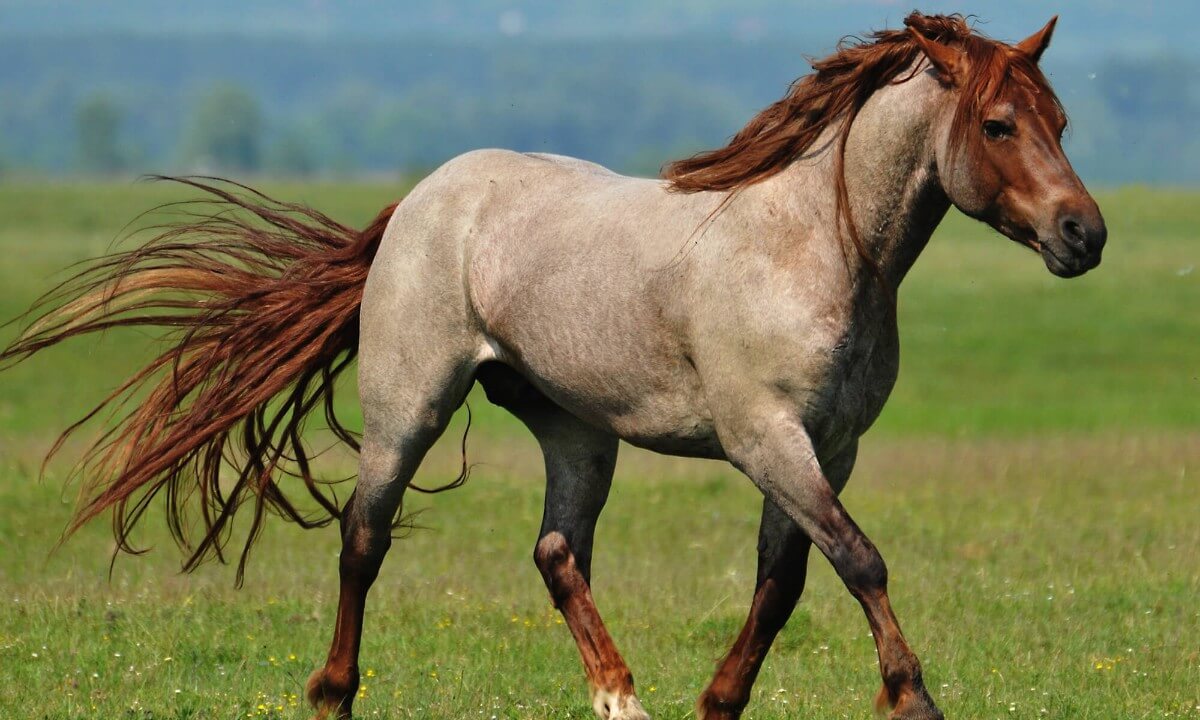 Horse Colour Roan