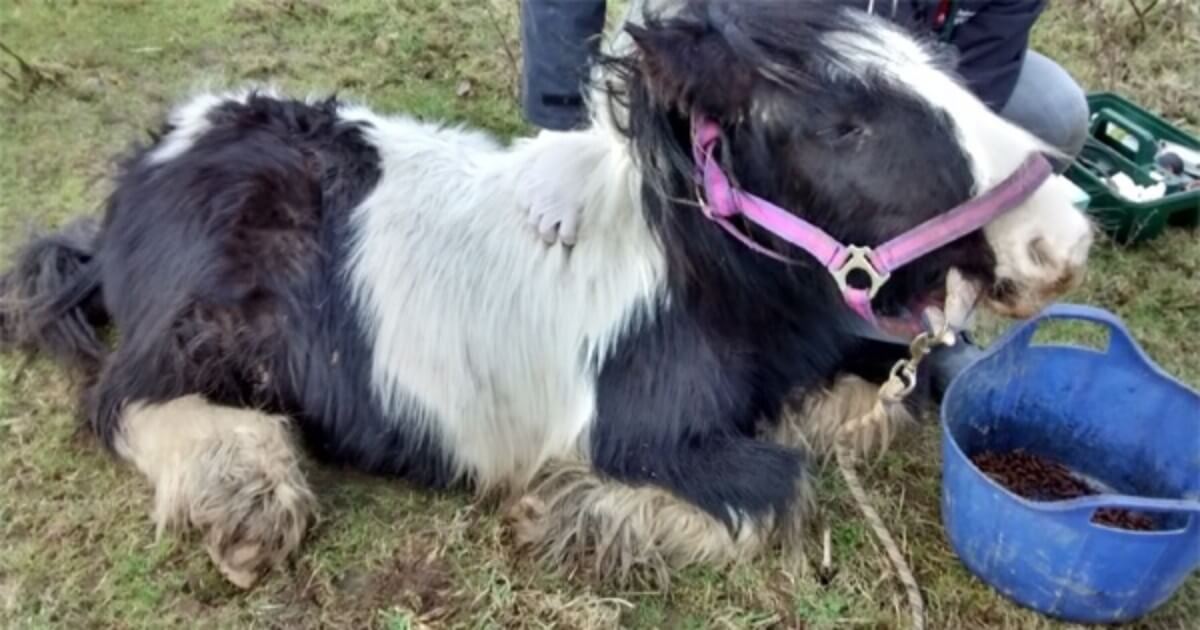 Equine crisis